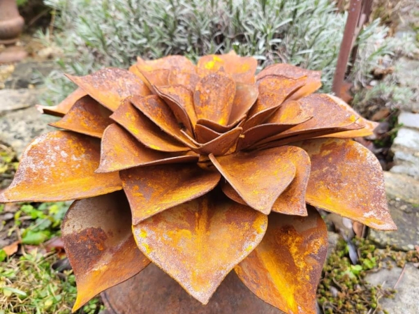 Edelrost Echeveria, flach
