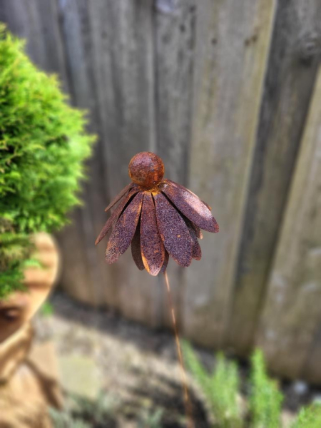 Edelrost Echinacea (Sonnenhut), am Wackelstab