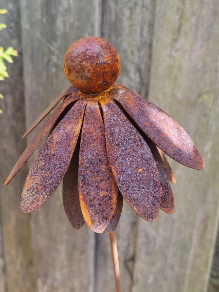 Edelrost Echinacea (Sonnenhut), am Wackelstab