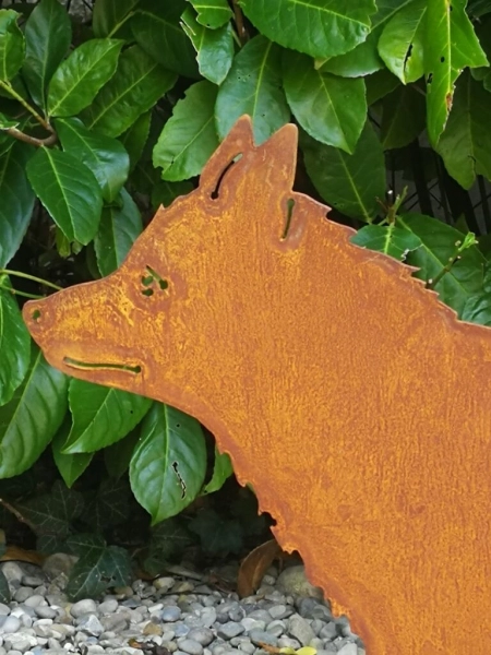 Edelrost Fuchs Attila, laufend