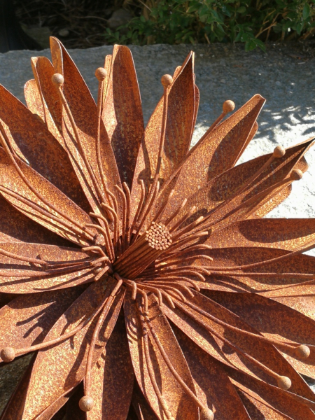 Edelrost Blume Aster