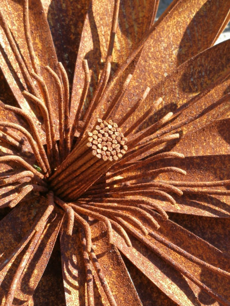 Edelrost Blume Aster