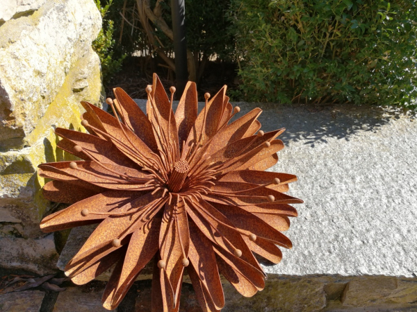 Edelrost Blume Aster
