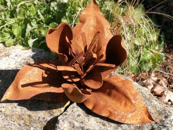 Edelrost Bougainvillea