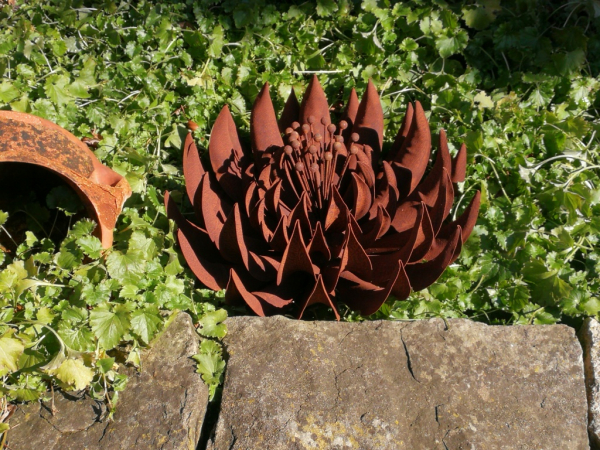 Edelrost Kaktusdahlie