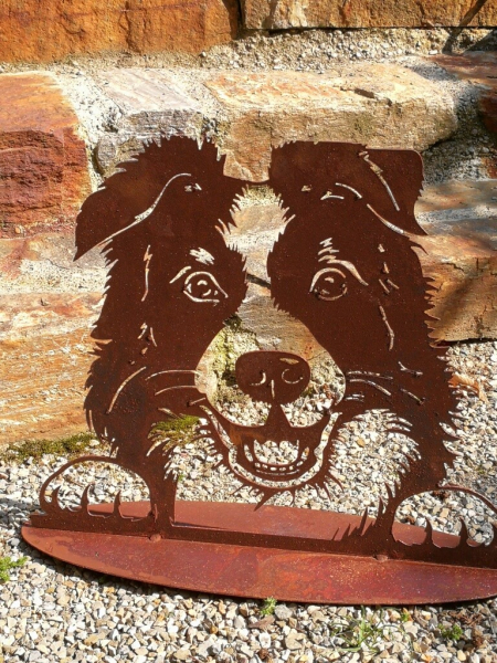 Edelrost Border Collie