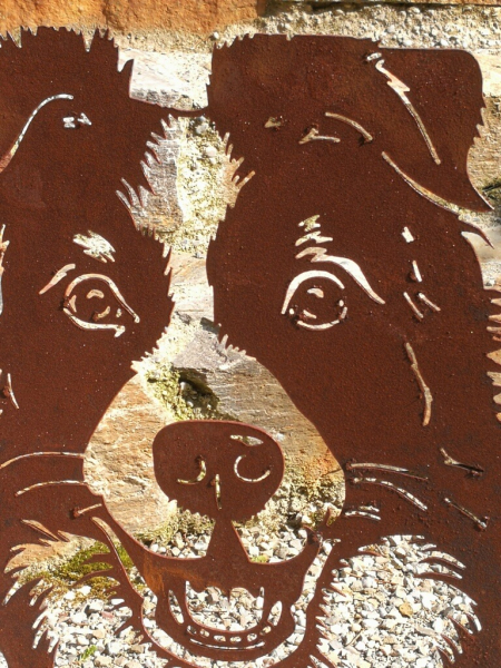 Edelrost Border Collie