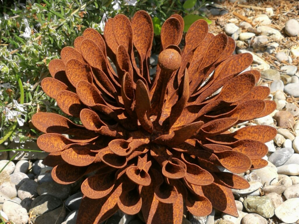 Edelrost Kaktusdahlie, klein