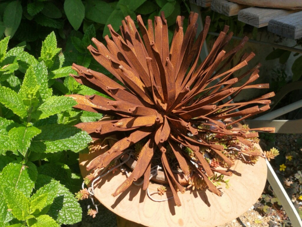 Edelrost Kugeldistel