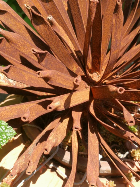 Edelrost Kugeldistel