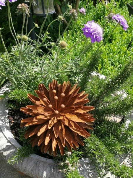 Edelrost Kugeldistel Eva