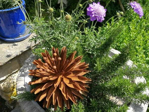 Edelrost Kugeldistel Eva