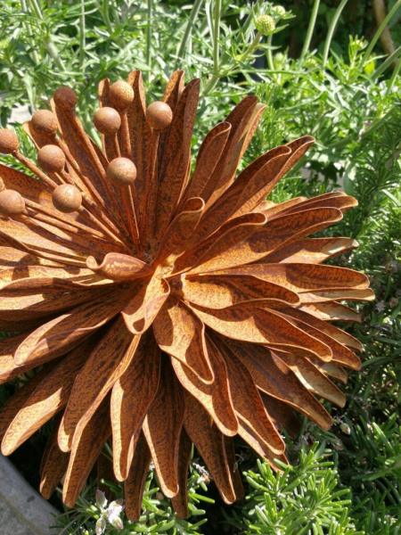 Edelrost Kugeldistel Eva