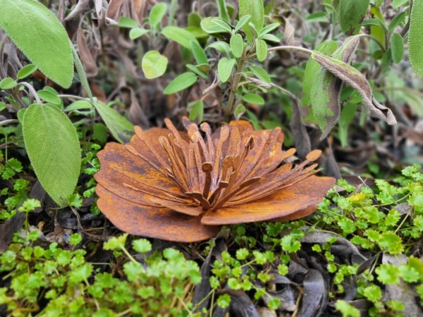 Edelrost Mohnblüte