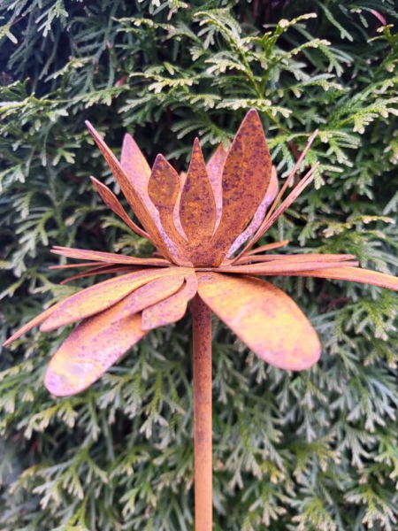 Edelrost Topfstecker Blüte Pippie