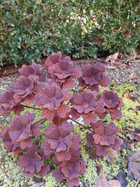 Edelrost Blume Tellerhortensie, klein