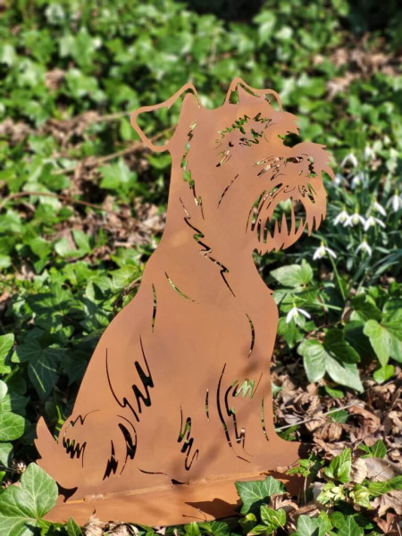 Edelrost Hund Schnauzer Oskar