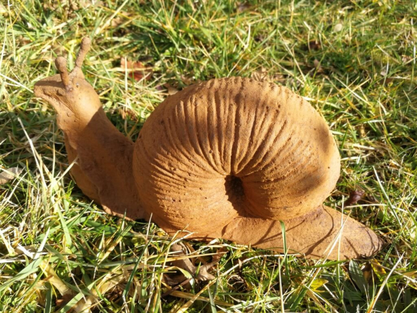 Gusseisen Schnecke