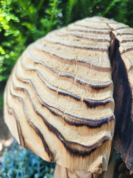 Holzpilz