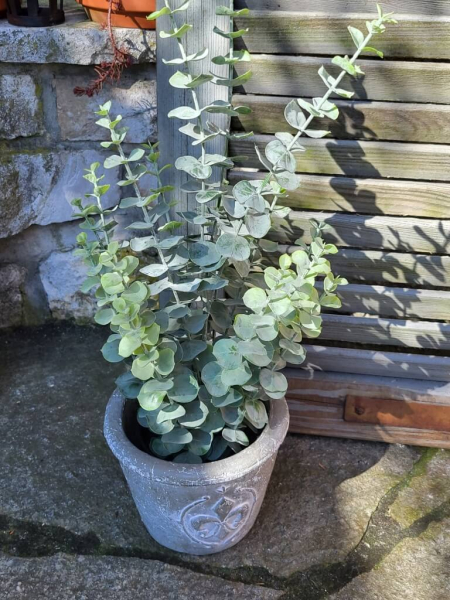 Eukalyptus im Topf (künstlich)