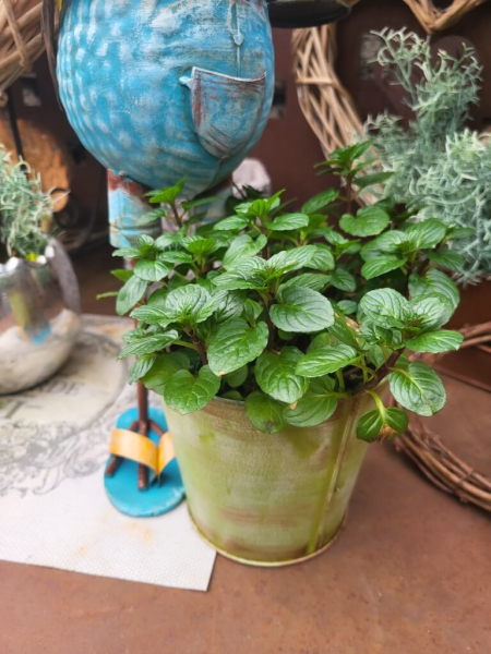 Metall Hahn Leopold zum Bepflanzen