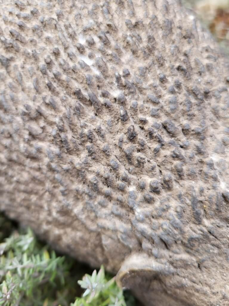 Polyresin Igel Spikes