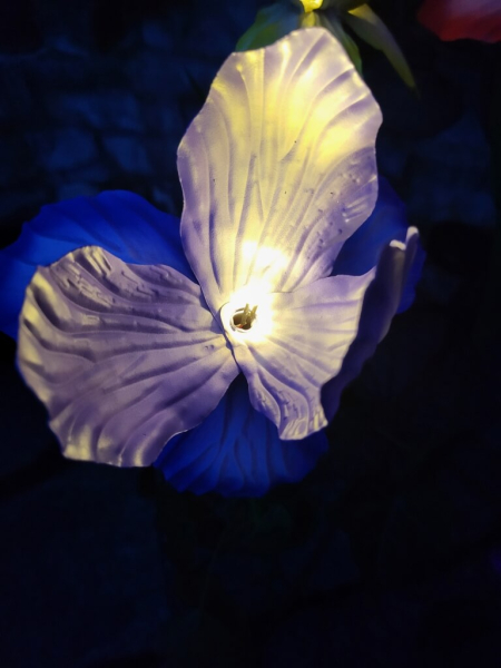 Solarblume Iris zum Stecken, blau