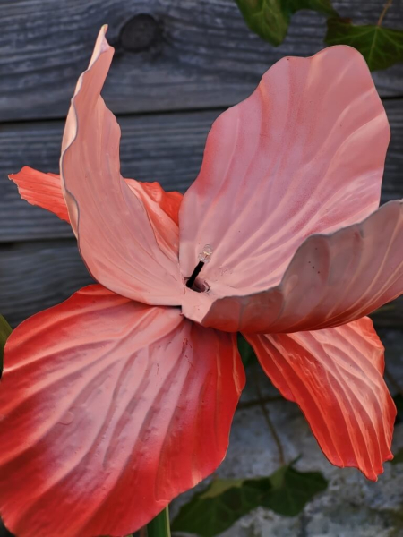Solarblume Iris zum Stecken, rot