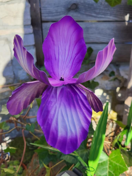Solarblume Iris zum Stecken, violett