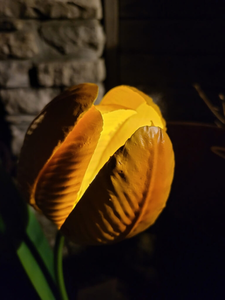 Solarblume Tulpe zum Stecken, gelb