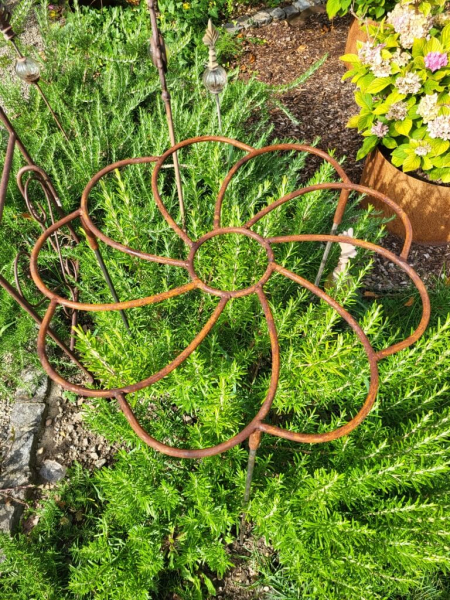 Edelrost Staudenhalter Blüte, mit 9 Blütenblätter