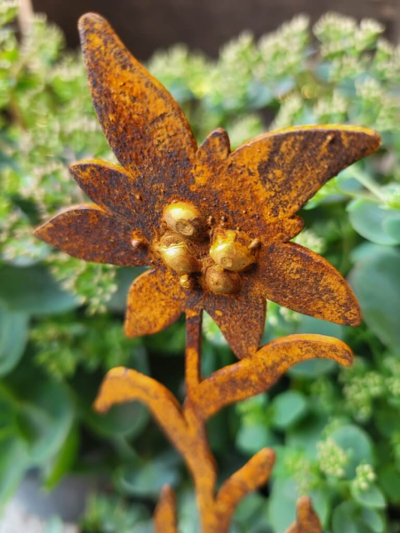 Edelrost Topfstecker Edelweiß, 1 Blüte
