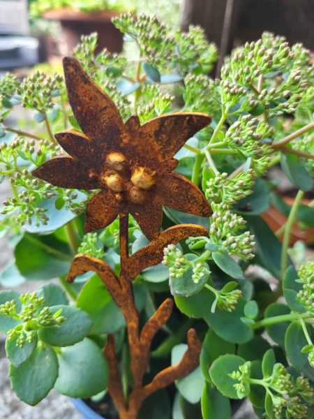 Edelrost Topfstecker Edelweiß, 1 Blüte