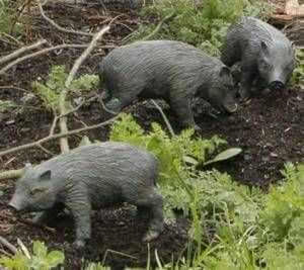 Bronzeskulptur Frischling geradeaus schauend