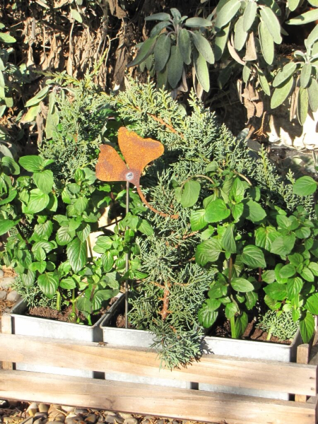 Edelrost Topfstecker Ginkgo