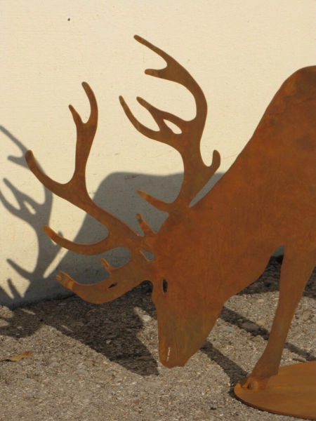 Edelrost Hirsch fressend auf Platte