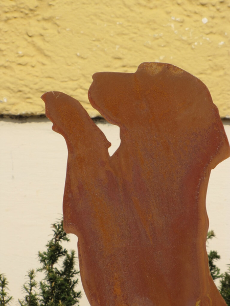 Edelrost Hund Basti neugierig