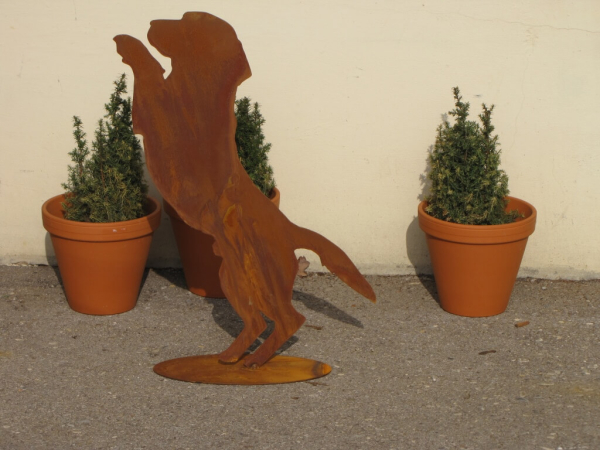 Edelrost Hund Basti neugierig