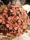 Edelrost Blume Hortensie