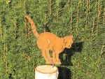 Edelrost Katze zum Schrauben