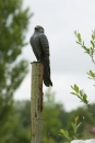 Bronzeskulptur Turmfalke